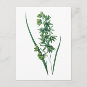 Postal Lirio de maíz africano (Ixia viridiflora) de Redou