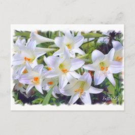 Postal lirio de Pascua [Tarjeta postal] ポストカード