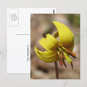 Postal Lirio de Trucha Silvestre Flor y Amigo Personaliza