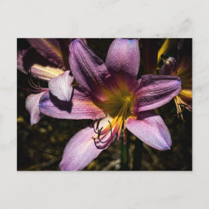 Postal Lirio Púrpura Brillante Primer Plano