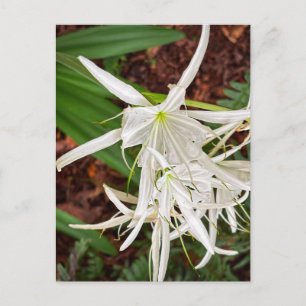 Postal Lirios Araña Blancos en Flor – Athens Georgia