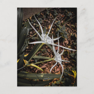 Postal Lirios Araña Blancos Florecen – Athens Georgia