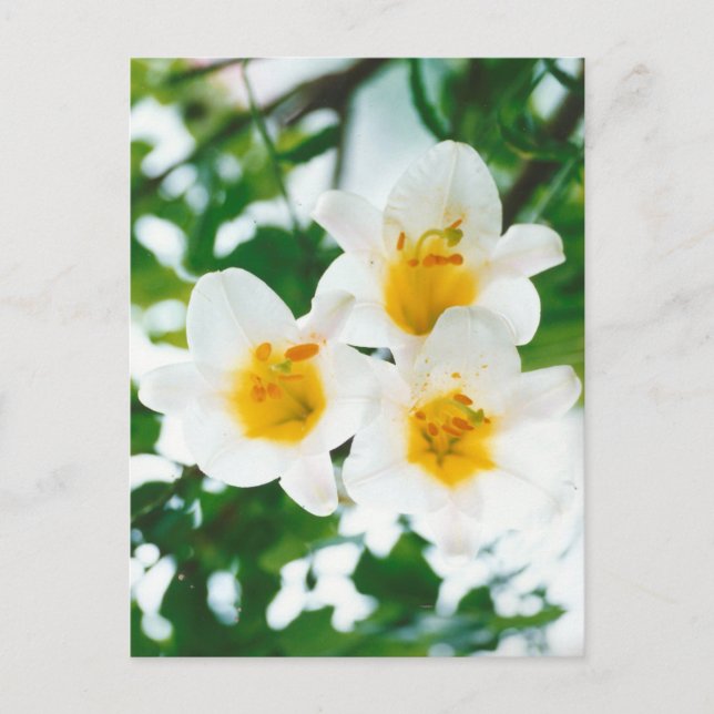 Postal Lirios blancos rústicos - Lilium candidum (Anverso)