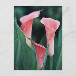 Postal Lirios Calla Flores Rosadas