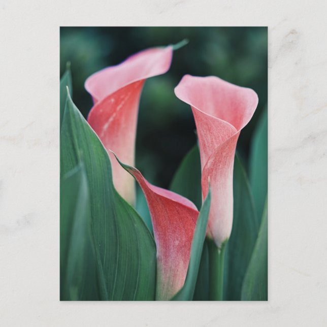 Postal Lirios Calla Flores Rosadas (Anverso)