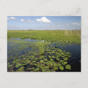 Postal Lirios de agua y sawgrass en los Everglades de Flo