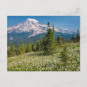 Postal Lirios de avalancha y Monte Rainier