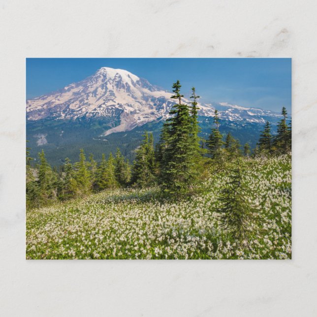 Postal Lirios de avalancha y Monte Rainier (Anverso)