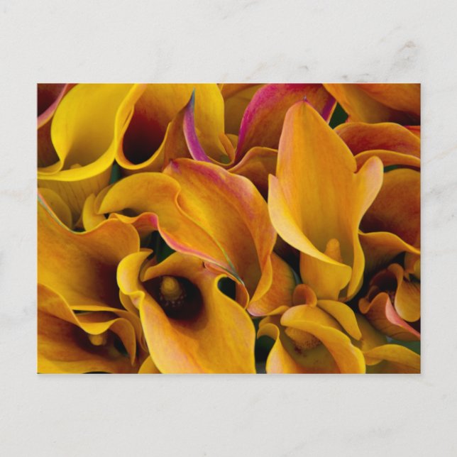 Postal Lirios de calla coloridos brillantes en el (Anverso)