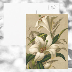 Postal Lirios de Pascua antiguos, flores victorianas en f