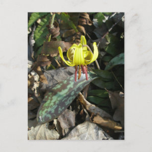 Postal Lirios de trucha - Erythronium americanum