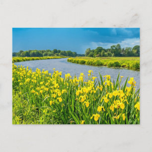 Postal Lirios dorados que inspiran el símbolo Fleur de Li