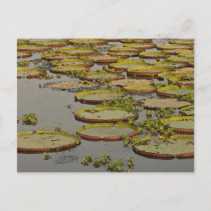Postal Lirios Gigantes o de Victoria Victoria amazonica,