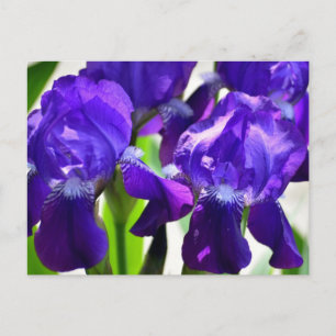 Postal Lirios Morados Flor de Iris