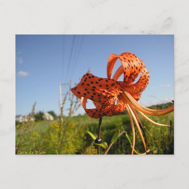 Postal Lis tigré (Anverso)