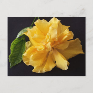 Postal Lisa 1 - brainfart educada