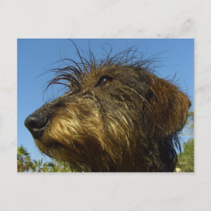 Postal Listo para cazar