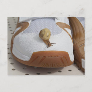 Postal Listo Para La Carreras Del Caracol