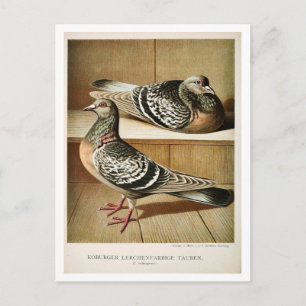 Postal Litho engravador de pichón antiguo Coburger