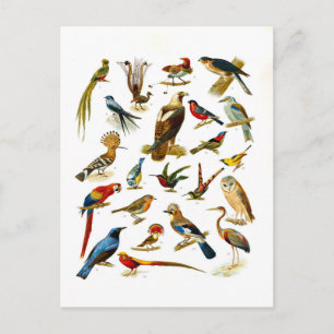 Postal Litografía antigua de aves