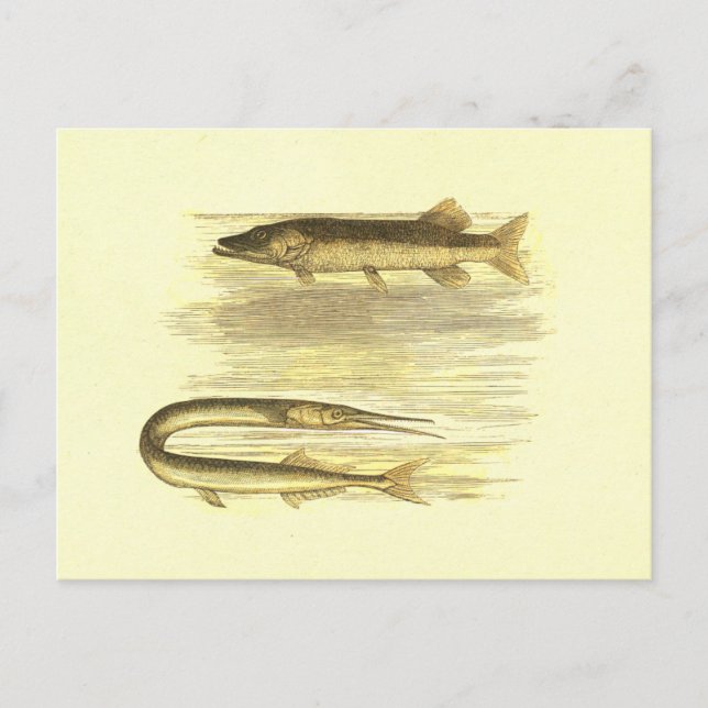 Postal Litografía de cosecha de pike y pike marino (Anverso)