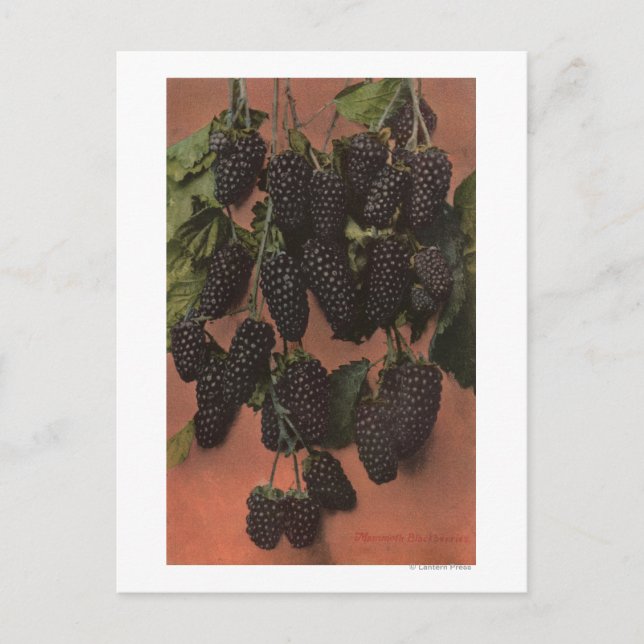 Postal Litografía de cromo de fruta de mamut (Anverso)