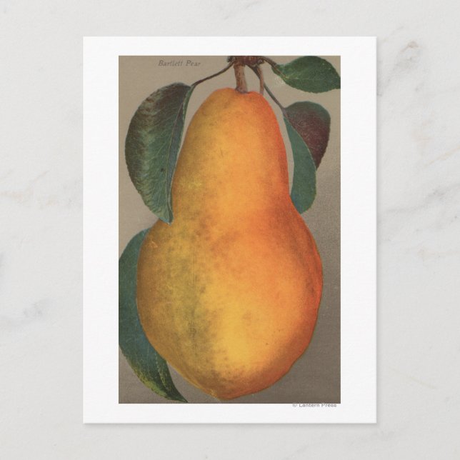 Postal Litografía de cromo de fruta de Pear de Bartlett (Anverso)