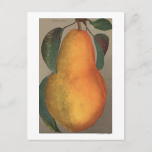 Postal Litografía de cromo de fruta de Pear de Bartlett