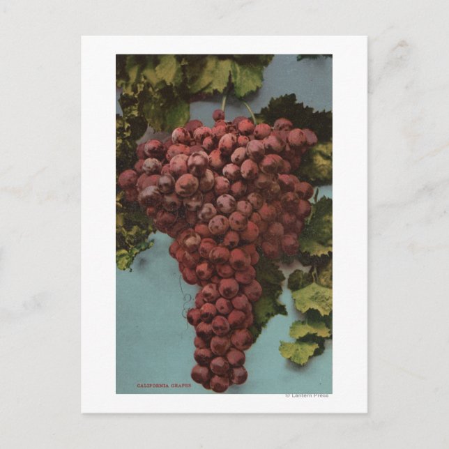 Postal Litografía de cromo de fruta de uvas de California (Anverso)