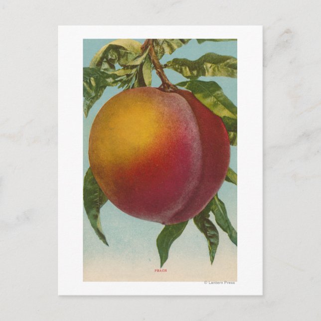 Postal Litografía de cromo de frutas PeachFruitState (Anverso)