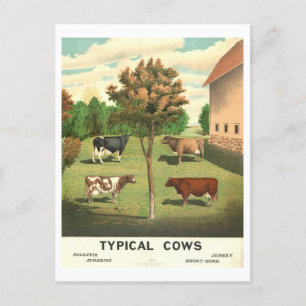 Postal Litografía de la vida rural "Vacas típicas"