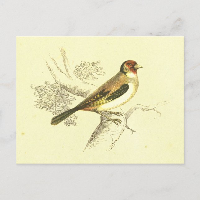 Postal Litografía de pájaro Goldfinch Vintage (Anverso)