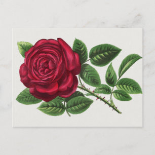 Postal Litografía de rosa antigua, François-Frédéric Grob