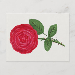 Postal Litografía de rosa antigua, François-Frédéric Grob