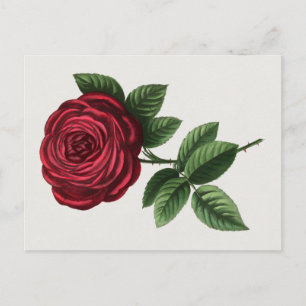 Postal Litografía de rosa antigua, François-Frédéric Grob