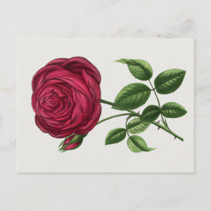 Postal Litografía de rosa antigua, François-Frédéric Grob