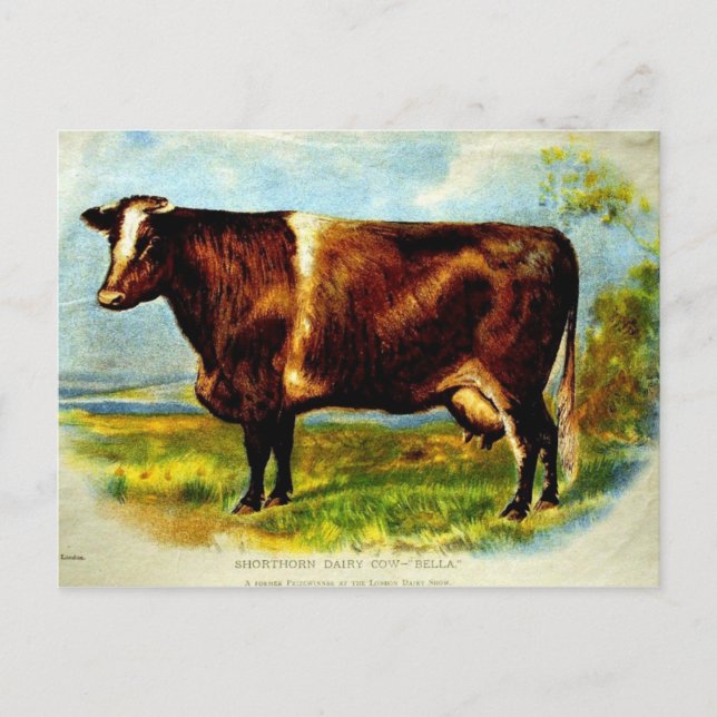 Postal Litografía de vaca lechera de Shorthorn, 1904 (Anverso)