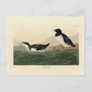 Postal Little Auk (Dovekie) - Los pájaros de América de A