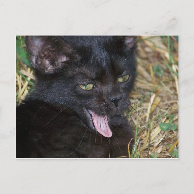 Postal Little Bitt (Anverso)