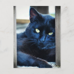 Postal Little Black Kitty