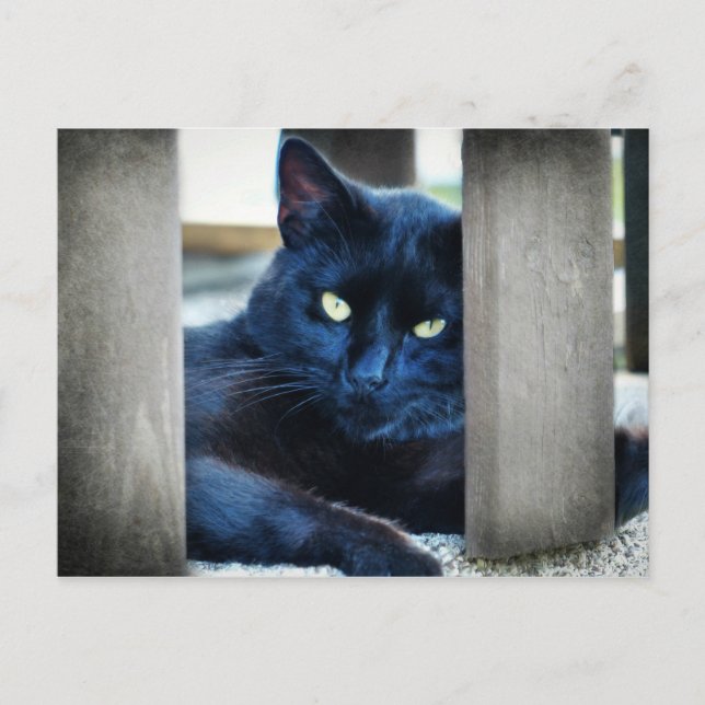 Postal Little Black Kitty (Anverso)