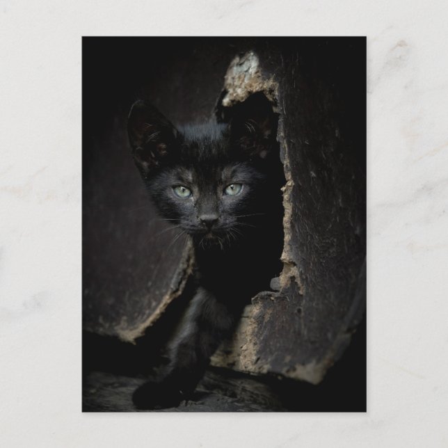 Postal Little Black Kitty (Anverso)