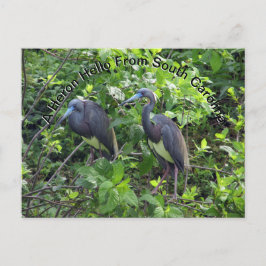 Postal Little Blue Heron Post Card Carolina del Sur