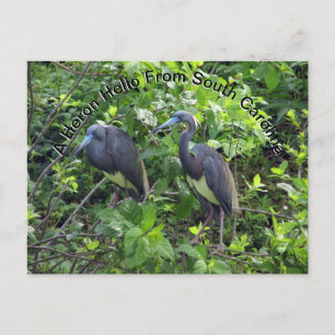 Postal Little Blue Heron Post Card Carolina del Sur