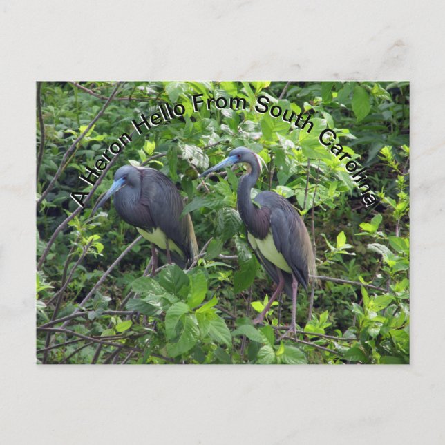 Postal Little Blue Heron Post Card Carolina del Sur (Anverso)