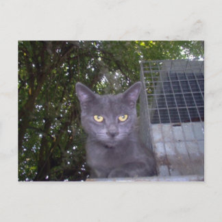 Postal Little Boy Blue