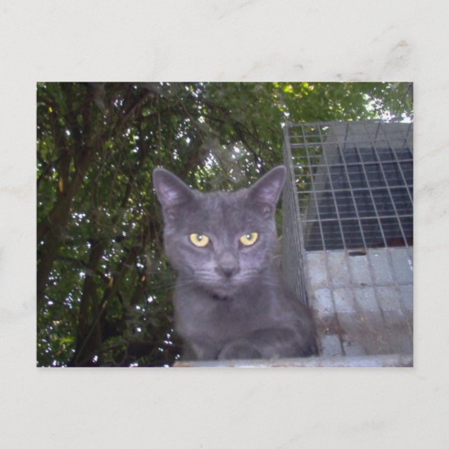 Postal Little Boy Blue (Anverso)