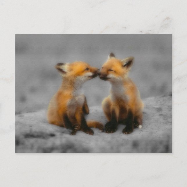 Postal Little Fox Love (Anverso)