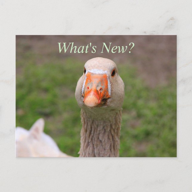 Postal Little Goose (Anverso)