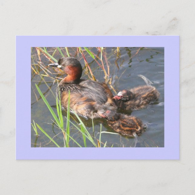 Postal Little Grebes (Anverso)